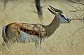  etosha 
 namibie 
 springbok 